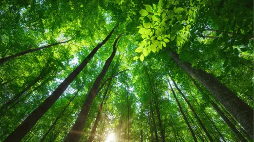 Why carbon footprinting is now strategic